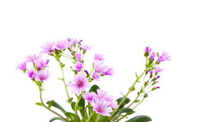 Lewisia
