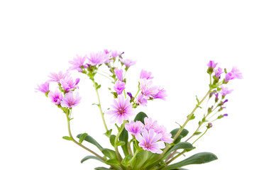 Fototapeta premium Lewisia