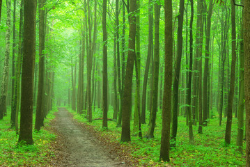 Fototapeta premium forest