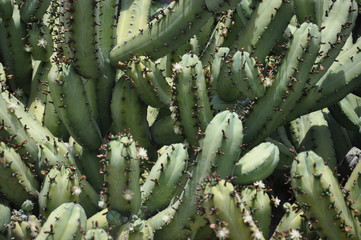 Cactus en Parque de las Palomas. Benlmádena