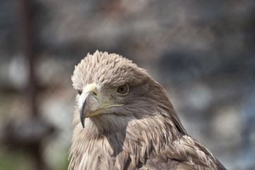 Fototapeta premium Hawk portrait