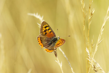 butterfly