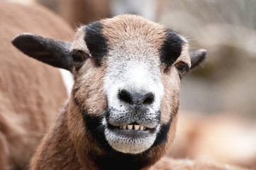 Laughing goat portrait