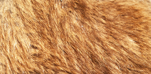 Red fox fur macro shot