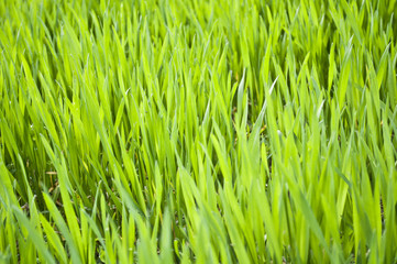 Fototapeta na wymiar Green wheat grass