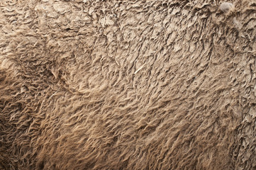 Buffalo fur