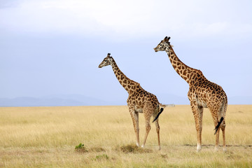 Giraffes on the Masai Mara in Kenya