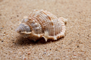 Seashell close-up