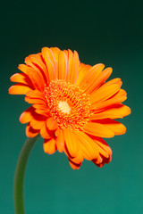 belle fleur de printemps