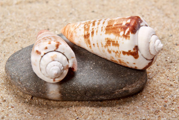 Sea shells of stones
