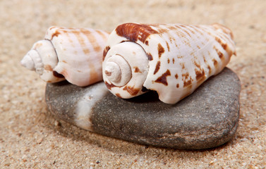 Seashell close-up