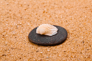 Seashell close-up