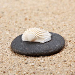 Seashell  of stone close-up