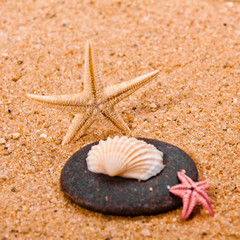 sea shells with sand. starfish in the beach