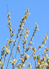 blooming willow against the blue spring sky