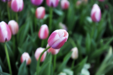 beautiful  tulips