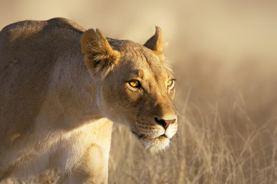 Lioness Portrait