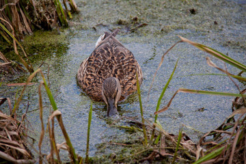 Дикая утка кормится в пруду