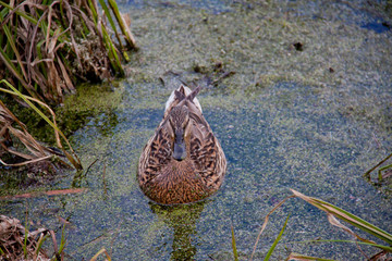 Дикая утка в заводи