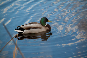 Селезень в озере