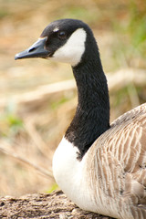 adult goose on nest