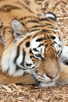tiger laying on ground