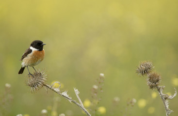 Tarabilla en el campo