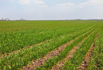 sown field