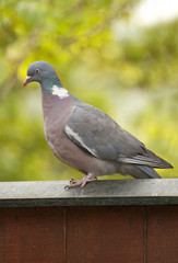 pigeon standing on fence