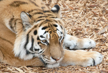 tiger laying on ground