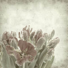 textured old paper background with red parrot tulips