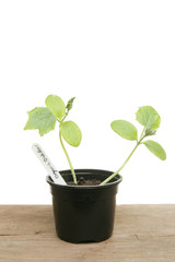 Cucumber seedlings