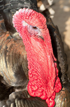 large adult turkey