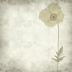 textured old paper background with welsh poppy