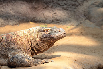 varanus