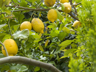 Albero di limoni