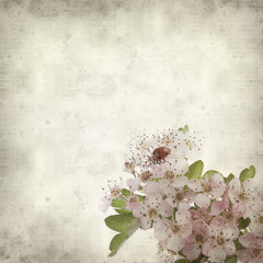 textured old paper background with hawthorn flowers