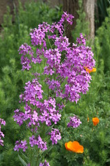 fleurs des jardins