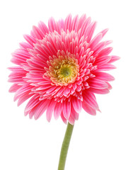 gerbera flower