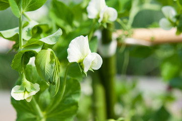 えんどう豆の花