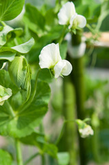 白いエンドウ豆の花