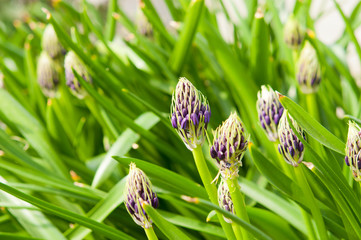 シラーペルビアナのつぼみ