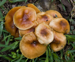 Estimates of location spring