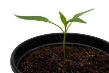 Seedling in a pot over white