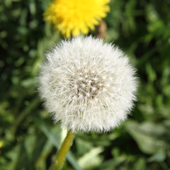 Dandelion blow -ball in close up