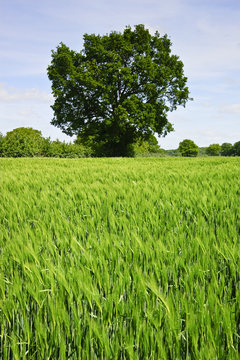 Beautiful Spring Summer image of windy corn field