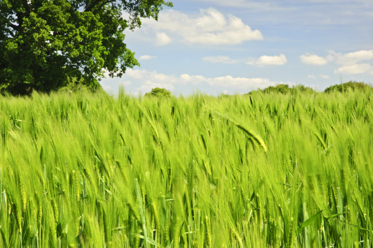 Beautiful Spring Summer image of windy corn field