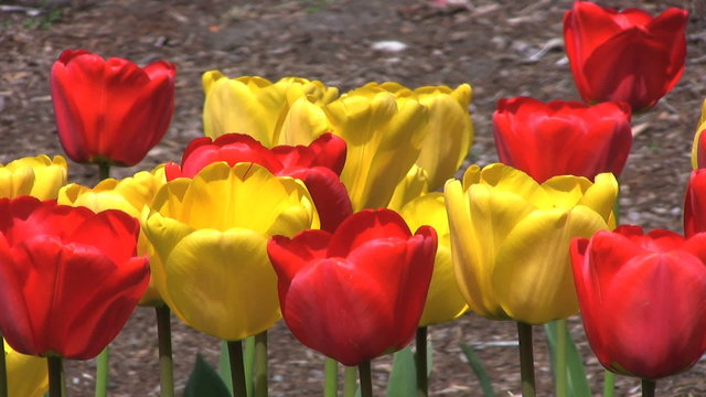 Red And Yellow Tulips - Close Up