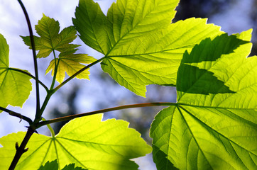 Green Leaves