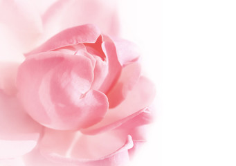 Fototapeta na wymiar delikatny różowy róża